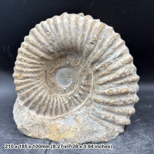 Large fossilised mantelliceras - large,
