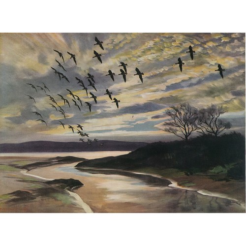 Greylags rounding settle - rounding, to
