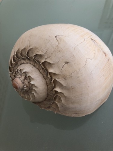 Large 20cm melon seashell - large,