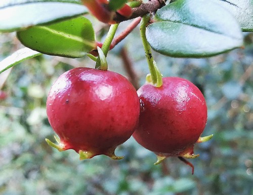 Rare chilean myrtle - chilean,
