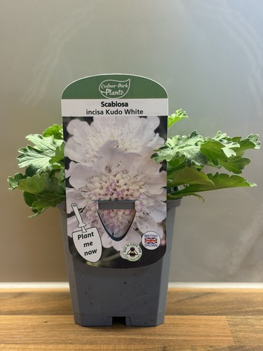 Scabiosa kudo white - scabiosa,