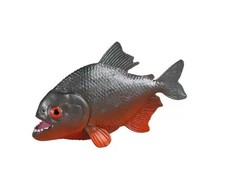 Piranha Fish Marine Animal