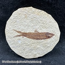 Fossil Small Fish - Eocene -