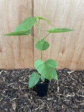 Indian Bean Tree - Catalpa