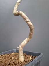 wisteria Bonsai Tree bonsai