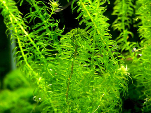 Egeria najas pondweed - egeria,