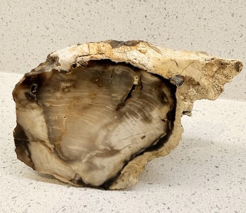 Polished petrified wood slab - polished,