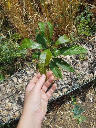 Avocado tree mexicola - -,