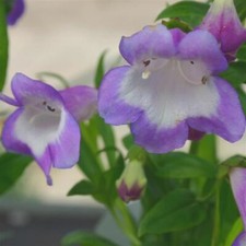 Penstemon Czar Perennial