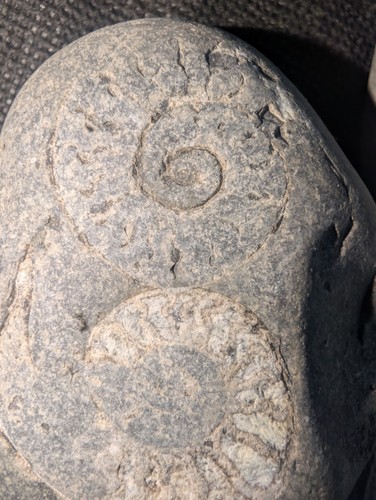 Mixed lot natural - mixed, ammonite