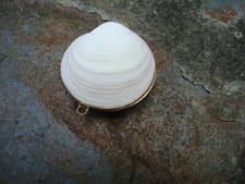 Shell Coin Purse Beach Art