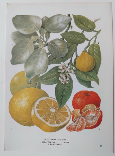 Vintage botanical fruit lime - botanical,