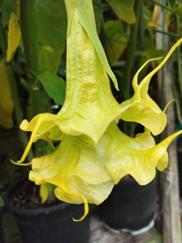Brugmansia verveine - sb,