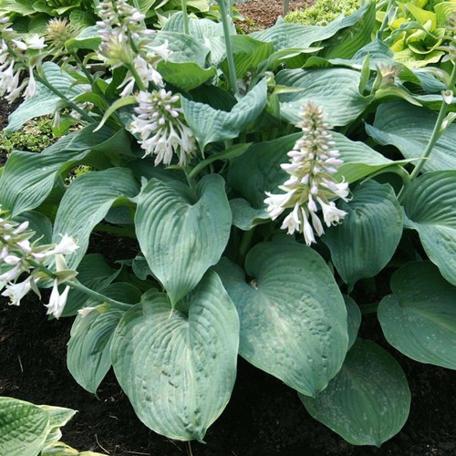 Perfect plants hosta - -,
