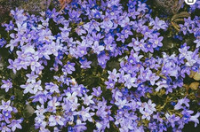 10 x Serbian Trailing