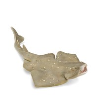 CollectA Angel Shark -