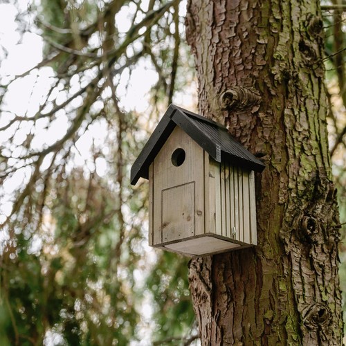Bird nest box - bird, tits