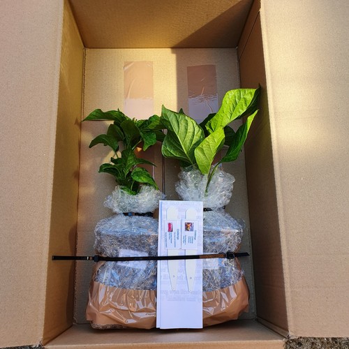 Any our large chilli - any,