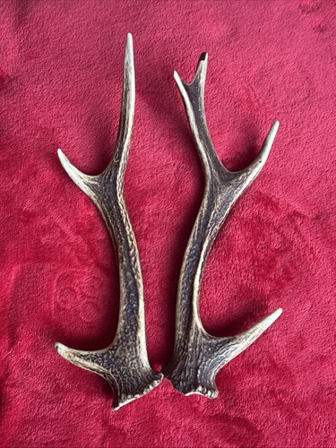 Pair sika deer antlers - sika,