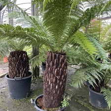 Dicksonia antarctica | New Zealand Tree Fern - 2 Litre Pot