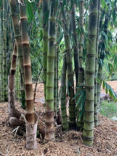 Asper bamboo dendrocalamus - asper,