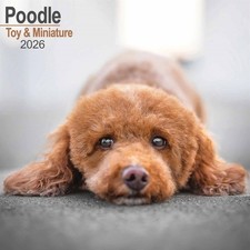 Toy & Miniature Poodle