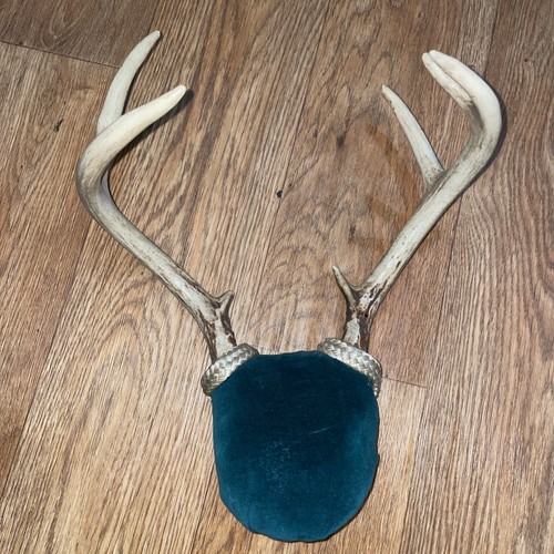 Vtg whitetail deer - vtg, pt