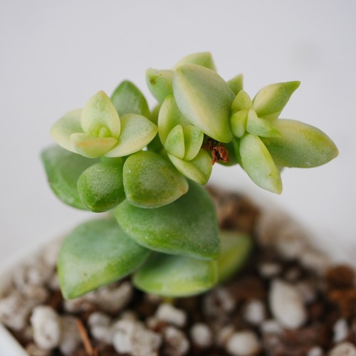 Crassula rupestris variegata - crassula,