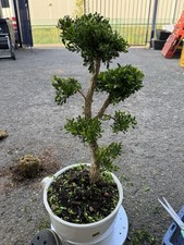 Boxwood Bonsai Tree (Rare