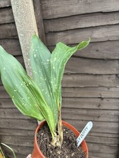 Aspidistra  'Totally Dotty'