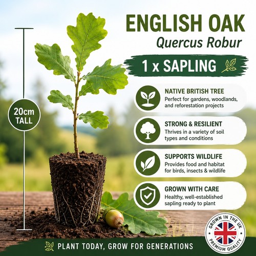 English oak tree quercus - english,