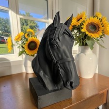 Gorgeous Looking Stallion