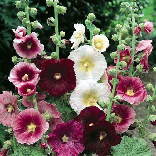 Mixed hollyhocks alcea - hollyhocks,