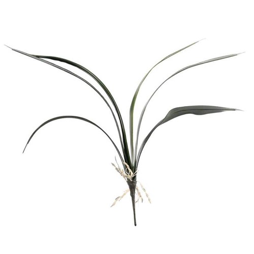 Cymbidium leaf 6 - cymbidium, x