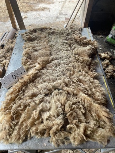 Portland raw unwashed sheep - raw,