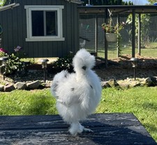 12 Silkie Hatching Eggs