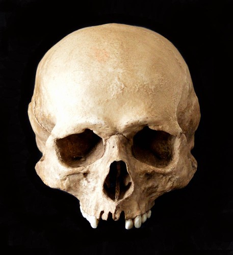Human skull replica - human,