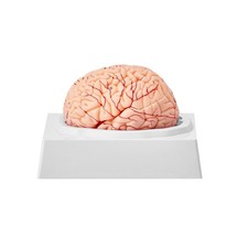 Human Brain Model Anatomy, 1:1