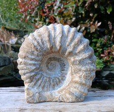 Large Fossil Ammonite