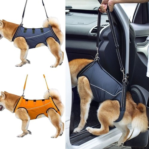 Dog mobility aids support - dog,