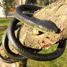 52" Very Real Rubber Toy Fake Snake Safari Garden Prop Joke Prank Halloween Gift