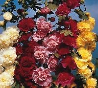 Flower hollyhock chaters - flower,