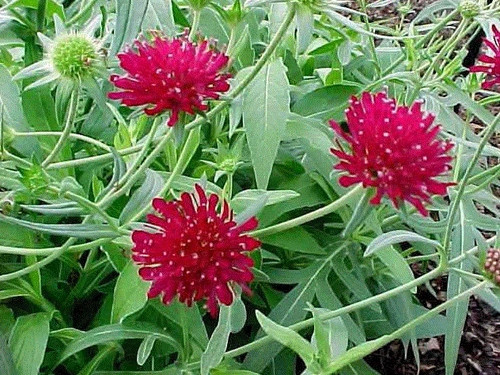 Knautia macedonica red - knautia,