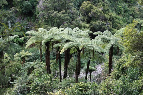 Black tree fern - black,
