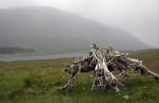 Photo 6x4 Bogwood Root Dalnaspidal Lodge A large bogwood root beside Loch c2008
