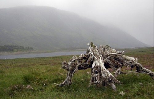 Photo 6x4 bogwood - 6x4, root