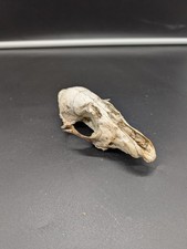 British Red Fox Top Skull