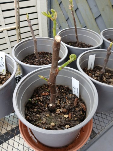 Noire caromb rooted fig - rooted,