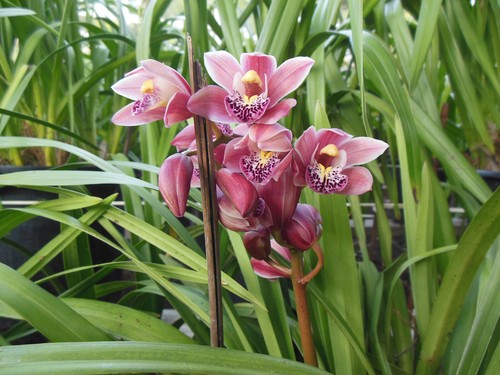 Delightful outdoor cymbidium - outdoor,