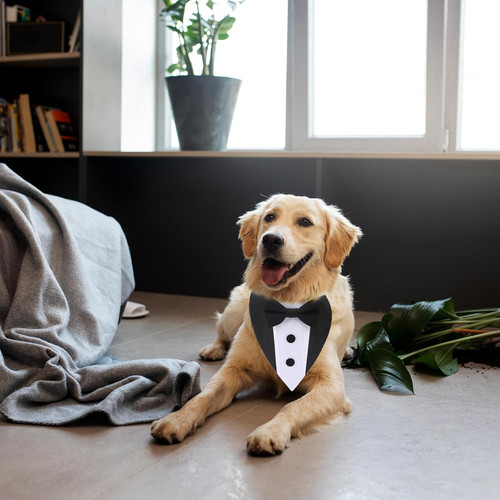 Adjustable dog tuxedo collar - dog,